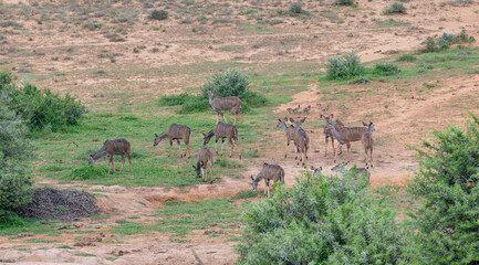 Nyala Antilope in der Wildnis und Savannenlandschaft von Afrika