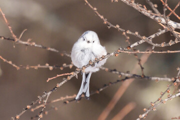 雪の妖精　シマエナガ　北海道の可愛い野生動物