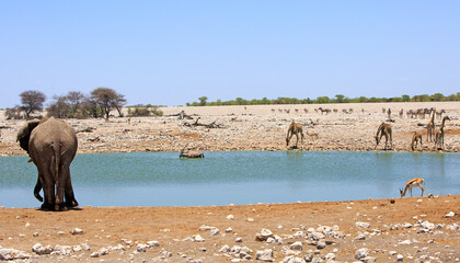 A Lone African Elephant drinking from a waterhole, with several Giraffe and a herd of Sprinbok drinking. There is also a herd of Plains zebra in the background