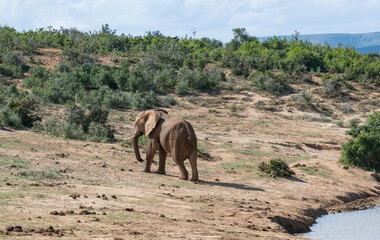 Elefant am Wasserloch in der Wildnis und Savannenlandschaft von Afrika