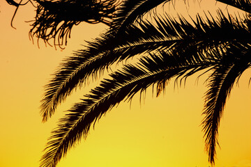 palm tree silhouette against bright yellow-orange sky