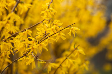 Wiosenne krzewy kwitnących, żółtych Forsycji. - obrazy, fototapety, plakaty