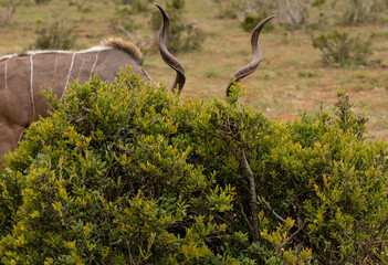 Großer Strepsiceros Kudu Bock in der Wildnis und Savannenlandschaft von Afrika
