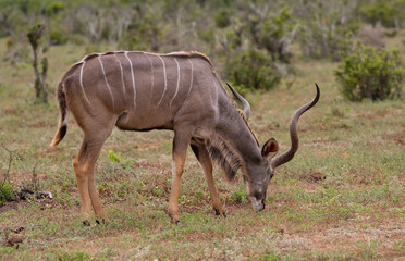 Großer Strepsiceros Kudu in der Wildnis und Savannenlandschaft von Afrika