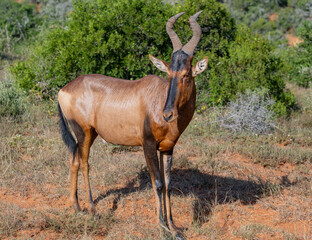 Kuhantilope in der Wildnis und Savannenlandschaft von Afrika