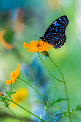Image of butterfly on flower printed on Printed Glass Splashbacks