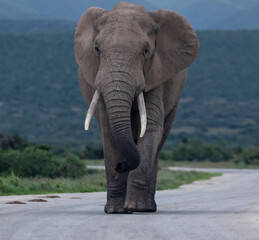 Elefant in der Wildnis und Savannenlandschaft von Afrika