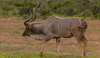 Großer Strepsiceros Kudu Bock in der Wildnis und Savannenlandschaft von Afrika
