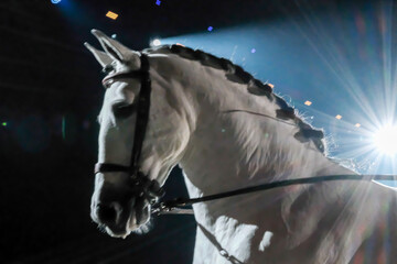 White Horse during a horse show