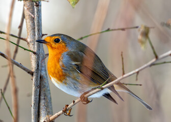 Fototapeta premium European Robin Red Breast (Erithacus rubecula) in National Botanic Gardens, Dublin, Ireland
