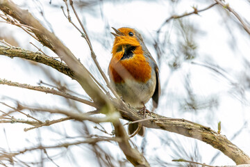 European Robin Red Breast (Erithacus rubecula) in National Botanic Gardens, Dublin, Ireland