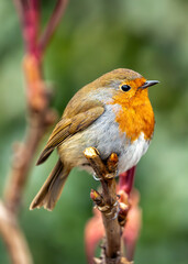 European Robin Red Breast (Erithacus rubecula) in National Botanic Gardens, Dublin, Ireland