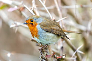 European Robin Red Breast (Erithacus rubecula) in National Botanic Gardens, Dublin, Ireland