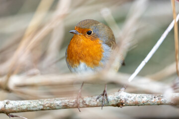 European Robin Red Breast (Erithacus rubecula) in National Botanic Gardens, Dublin, Ireland