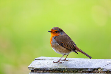 European Robin Red Breast (Erithacus rubecula) in National Botanic Gardens, Dublin, Ireland