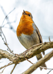 European Robin Red Breast (Erithacus rubecula) in National Botanic Gardens, Dublin, Ireland
