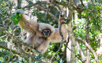 Gibbon in einer Buschlandschaft in Südafrika