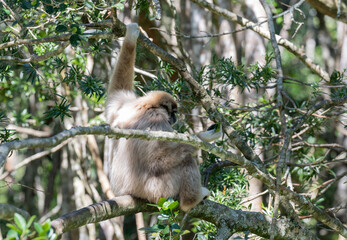 Gibbon in einer Buschlandschaft in Südafrika