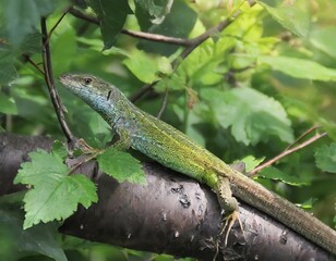 Obraz premium 도마뱀