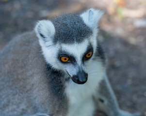 Obraz premium Kattas in einer Buschlandschaft in Südafrika