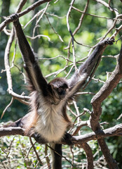 Geoffroy-Klammeraffe im Monkeyland in Plettenberg Bay Südafrika