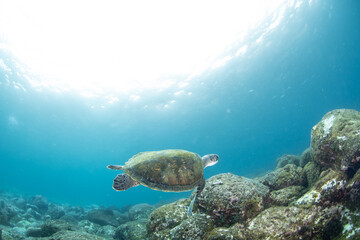 Green turtle (Chelonia mydas), Montana Amarilla in Tenerife, Canary Islands.