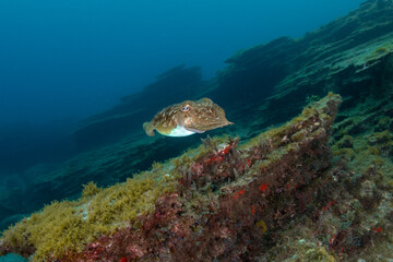 Common stingray (Dasyatis pastinaca) Tenerife, Canary Islands.