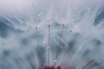 Fotobehang drops on the dandelion flower seed in springtime, blue background © Ismael
