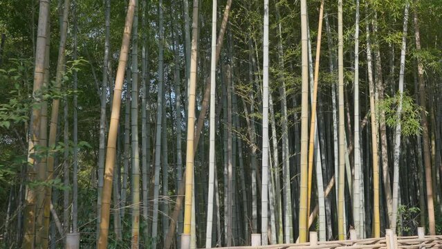 lush bamboo forest in springtime