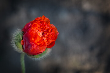 red flowers