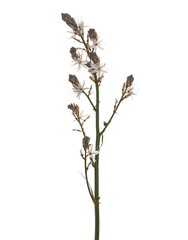 Fototapeta premium Fresh field flowers isolated on white background 