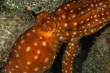 Fabiana / White-spotted octopus (Callistoctopus macropus) in Tenerife, Canary Islands, Spain.  © Krzysztof Bargiel