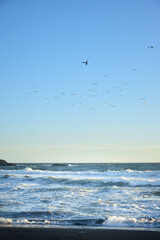 group of birds flying on a beach sunset