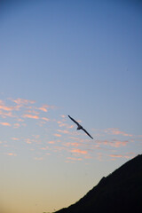 seagull with clouds background on a sunset