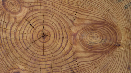 Naklejka premium Timeless Rings of Nature's Archive