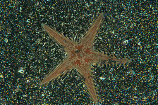 Close-up of red-spotted starfish (Astropecten aranciacus) underwater, Tenerife