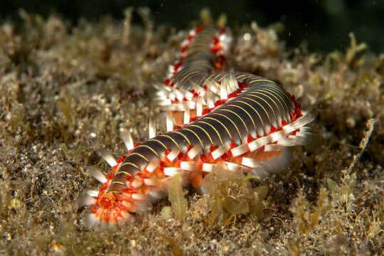 Close-up of Fire Worm (Hermodice carunculata) underwater, Tenerife