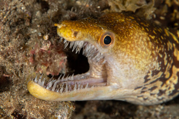Enchelycore anatina, Fangtooth moray in Tenerife, Canary Islands, Spain.