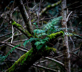 Ferns growing in a forest