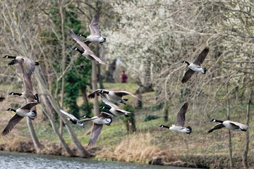  bernache du canada - Branta canadensis
