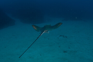 Fototapeta premium Common stingray (Dasyatis pastinaca) Tenerife, Canary Islands.