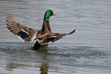  Canard colver - tAnas platyrhynchos,