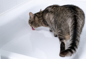 cat licking water off the bathtub shower tray in the bathroom - obrazy, fototapety, plakaty