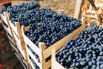 From Vine to Crate Freshly Harvested Black Grapes