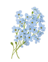 Delicate forgetmenot Flower Transparent White Background PNG