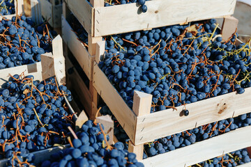 Nature's Treasures Black Grapes Ready for Processing