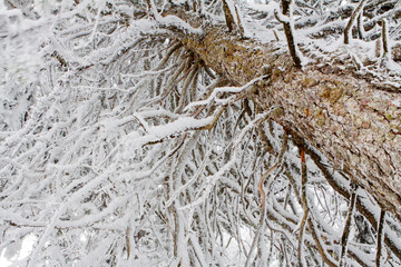 Sous un manteau de neige
