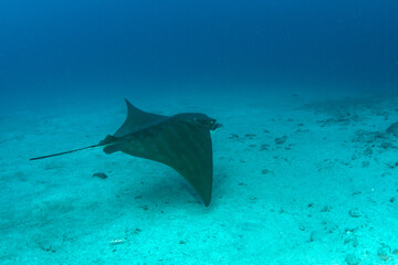 Bull ray (Aetomylaeus bovinus), Tenerife, Canary Islands.