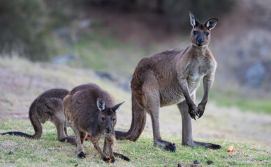 Group of western grey kangaroos (Macropus Fuliginosus), a subspecies of kangaroos on Kangaroo Island