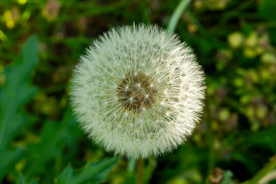 Single blowball spring aerial dandelion fluffy flower. Round white dandelion flower head. Blow ball wind seed macro photo closeup, green leaves on a background. Natural springtime herb.